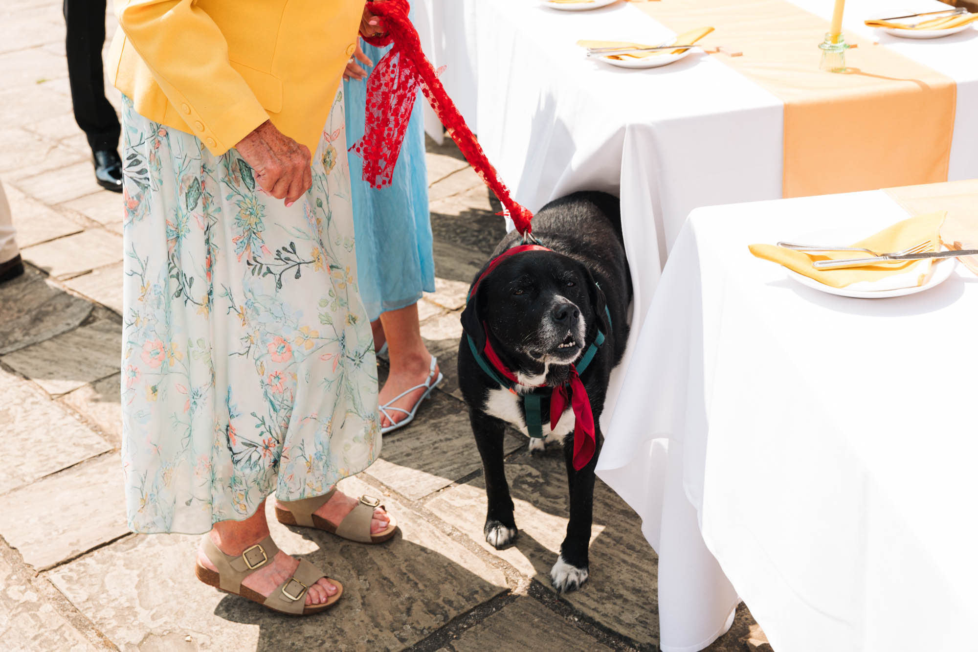 dogs at weddings